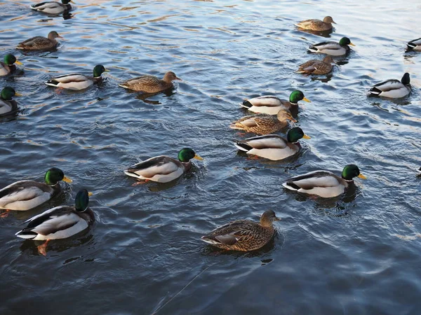 Massor av änder på vattnet närbild. — Stockfoto