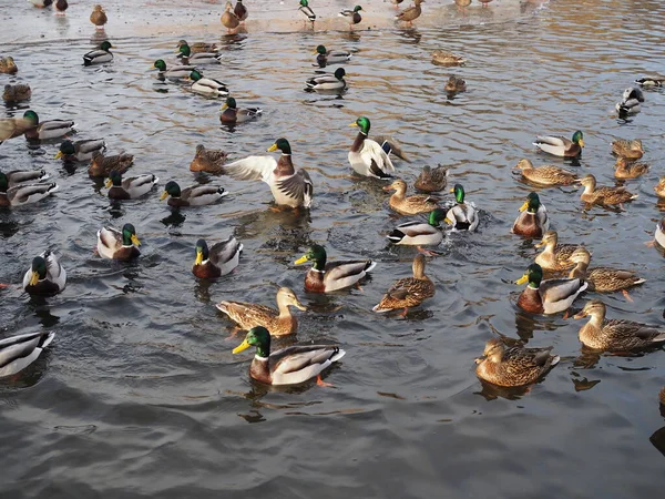Sudaki bir sürü ördek kışın kapanıyor. — Stok fotoğraf