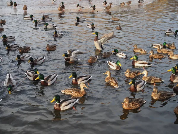 Dużo kaczek na wodzie zamyka się zimą. — Zdjęcie stockowe