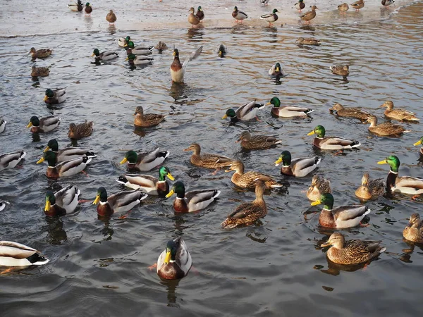 Muitos patos na água fecham no inverno — Fotografia de Stock