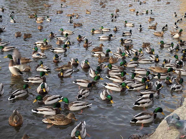 Viele Enten auf dem Wasser aus nächster Nähe. — Stockfoto