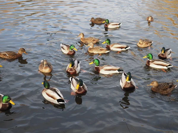 Viele Enten im Winter hautnah auf dem Wasser — Stockfoto