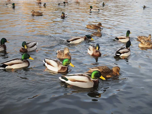 Muitos patos na água fecham no inverno — Fotografia de Stock