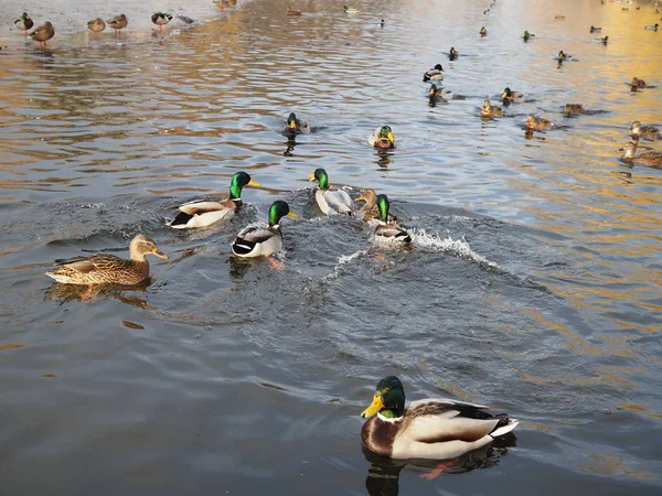Sudaki bir sürü ördek kışın kapanıyor. — Stok fotoğraf