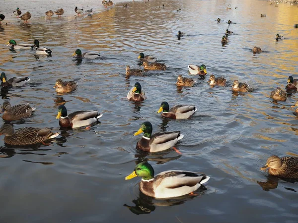 Dużo kaczek na wodzie zamyka się zimą. — Zdjęcie stockowe