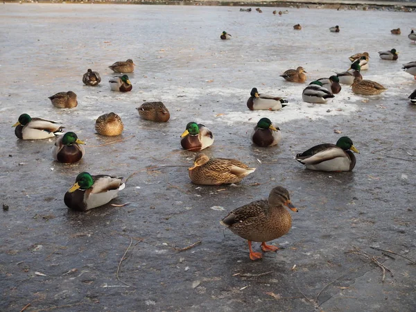 Ducks on winter ice river. Winter river ice snow ducks. Ducks on frozen river