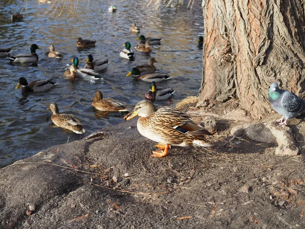 Canard sauvage se trouve sur la rive et se prélasse au soleil à côté d'un étang où d'autres canards sauvages et drakes nagent — Photo