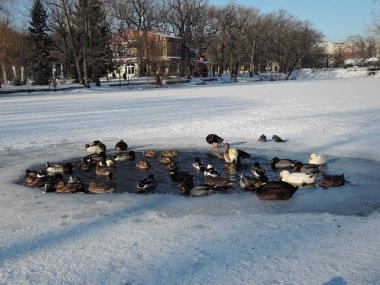 Kış parkında çalılıklarda ördekler.