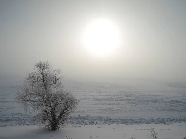 winter desert landscape with sun, tree and traces of slides on the snow
