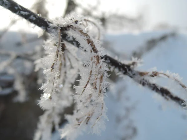Gałęzie drzew zamarznięte w lodzie. Zamarznięte gałęzie drzew w zimowym lesie. Gałąź pokryta śniegiem — Zdjęcie stockowe