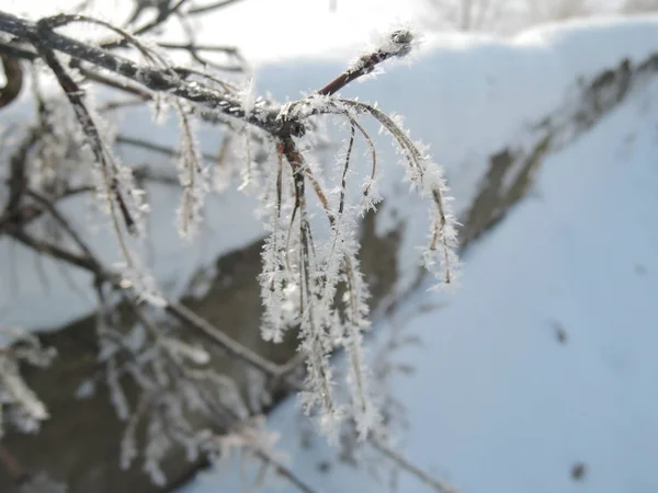 Větve stromu zamrzlé v ledu. Zmrzlé dřevo filiálka v zimním lese. Větev pokrytá sněhem — Stock fotografie