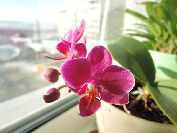 Close-up de um lindo buquê de roxo rosa mini orquídeas no peitoril da janela — Fotografia de Stock