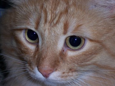 Namlu kırmızısı kedi, yakın plan. Makro Fotoğraf