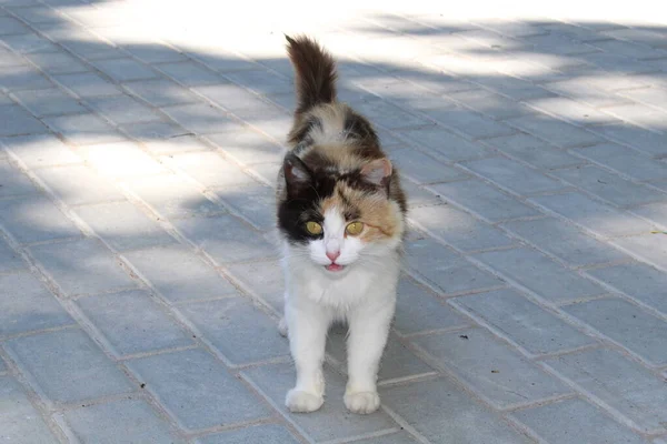 Beautiful calico cat on a tile on the street — 스톡 사진