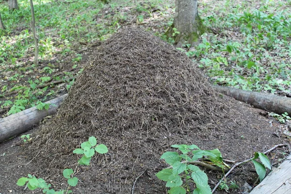 Grande formigueiro com colônia de formigas na floresta. Formigas na colina formiga na floresta close-up, macro — Fotografia de Stock