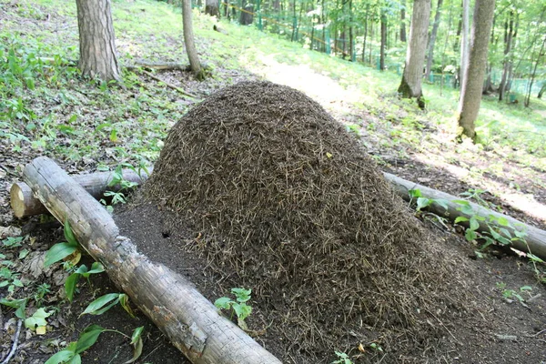 Big anthill with colony of ants in forest. Ants on the ant hill in the woods closeup, macro