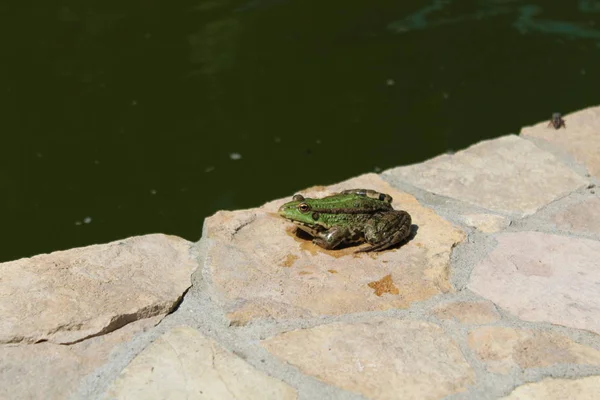 A fotografia de um sapo de árvore sentado em uma lagoa de jardim de pedra Tree Frog junto à lagoa — Fotografia de Stock