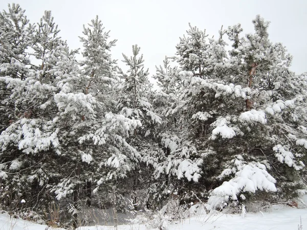 新雪に覆われた山の冬の木 — ストック写真