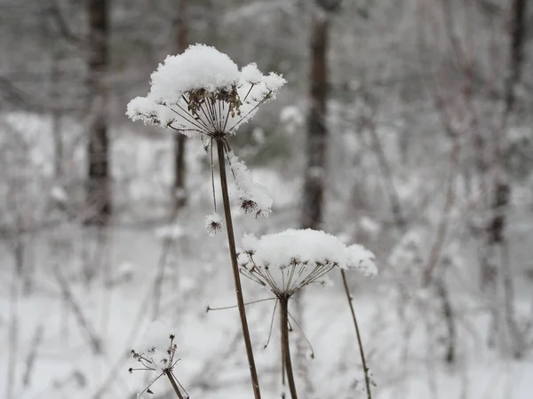 Sníh leží jako bílá čepice na rostlině v podobě deštníku podobného kopru — Stock fotografie