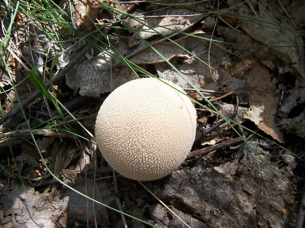 Mushroom raincoat pearl in autumn sunny forest — Stock Photo, Image
