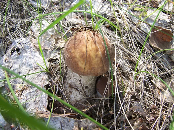 Beautiful butter mushroom in amazing green moss. Mushrooms cut in the woods - Popular mushroom in forest. close-up — 스톡 사진