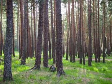 Bahar çam ormanı, bahar aylarında hafif bir sis, güneş ışığı, arka plan olarak.
