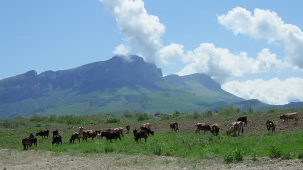 Les Vaches Paissent Dans Les Prairies Alpines Europe Beau Paysage — Video