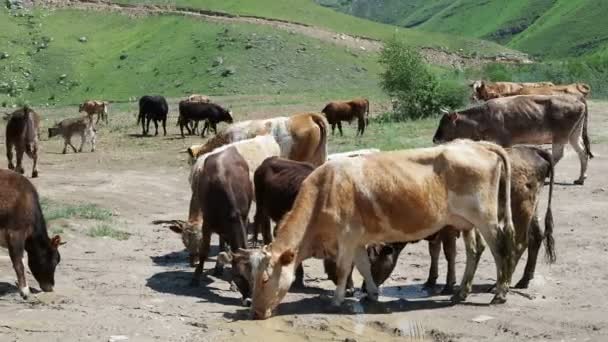 Uma Manada Vacas Num Poço Água Vacas Bebem Poças Fundo — Vídeo de Stock