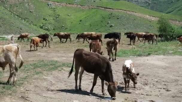Stado Krów Wodopoju Krowy Piją Kałuży Tle Pięknego Górskiego Krajobrazu — Wideo stockowe