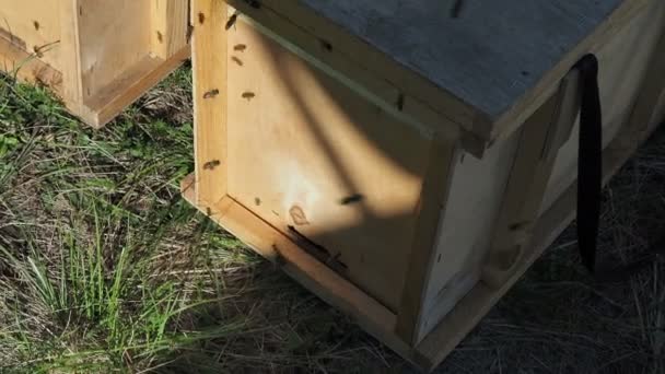 Μέλισσες Περικυκλώνουν Την Κυψέλη Και Βάζουν Φρεσκοανθισμένο Νέκταρ Και Γύρη — Αρχείο Βίντεο