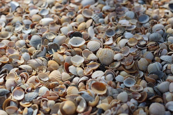 背景海贝壳，许多不同的海贝壳一起躺在海滨的海滩上 — 图库照片