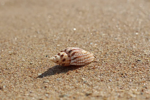 Zee gestreepte schelp op een zandstrand schoon glad strand op een zonnige dag — Stockfoto