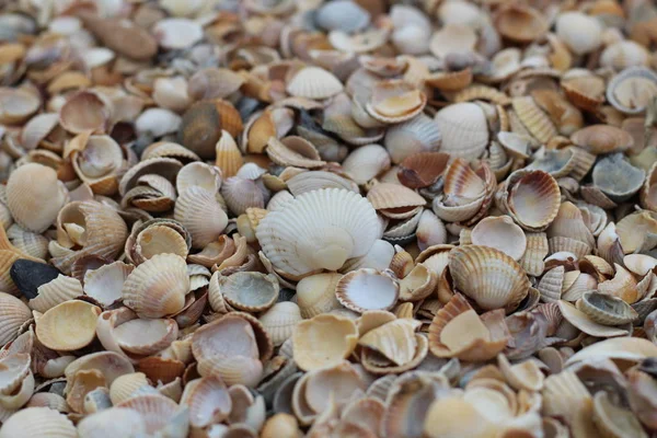Muchas conchas pequeñas de cerca que yacen en la playa en un día de verano — Foto de Stock