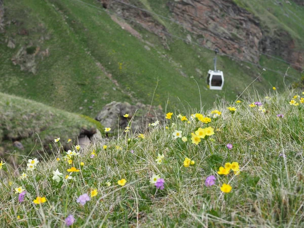 Piękne wiosenne tło, dzikie kwiaty kwitną na alpejskich łąkach wysoko w górach — Zdjęcie stockowe