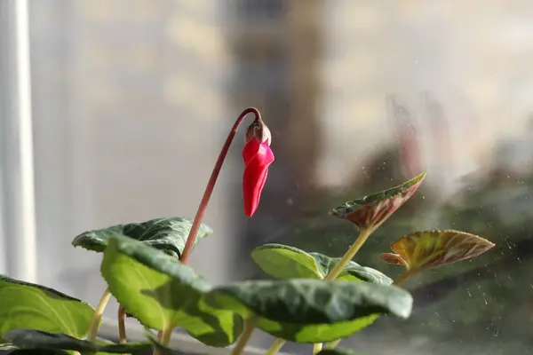 Openingsknop van Cyclamen. Wazig op het raam. — Stockfoto