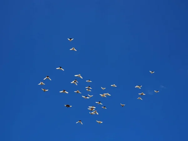 Rebanho de pombas brancas voa no céu azul — Fotografia de Stock