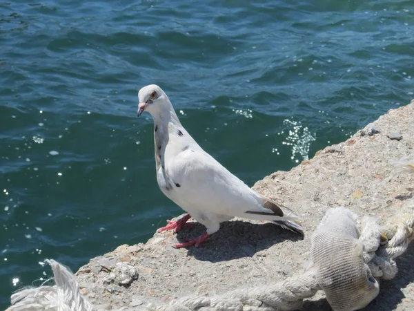 Portret van een prachtige witte duif die aan de rand van de kust zit en nieuwsgierig naar je kijkt — Stockfoto