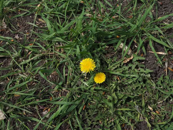 Yeşil çimlerde iki sarı karahindiba, bahar konsepti. — Stok fotoğraf
