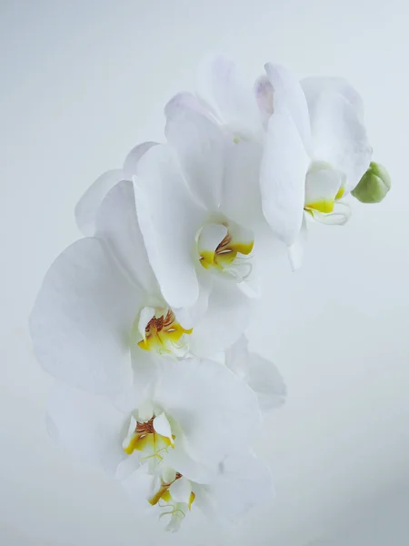 Gałąź pięknej kwitnącej białej Orchidei na białym tle odizolowany — Zdjęcie stockowe