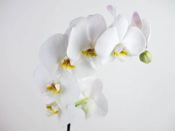 Белая орхидея изолирована на белом. избирательно сфокусироваться — стоковое фото