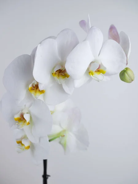 Ветвь красивой цветущей белой орхидеи на белом фоне изолированы — стоковое фото