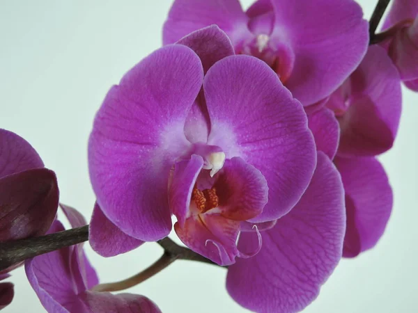 Galho florido de orquídea roxa isolado sobre fundo branco. Fechar. . — Fotografia de Stock