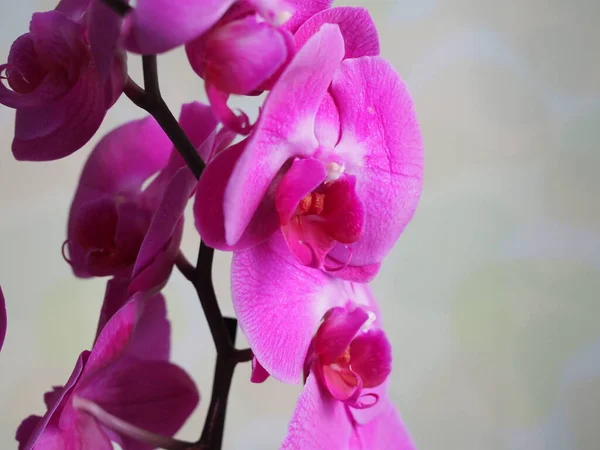 Galho florido de orquídea roxa isolado sobre fundo branco. Fechar. . — Fotografia de Stock