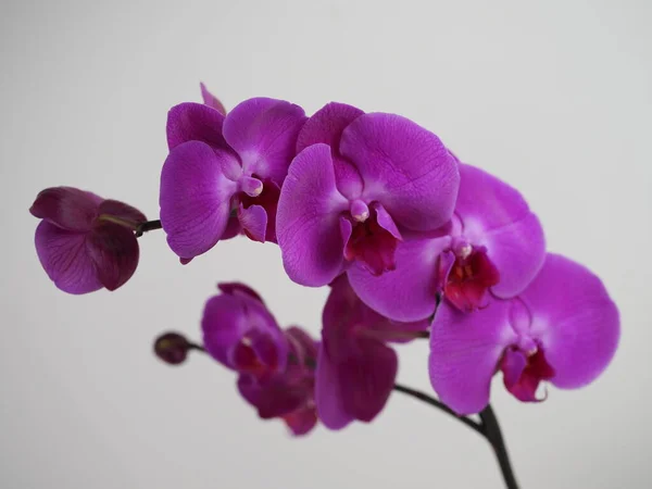 Galho florido de orquídea roxa isolado sobre fundo branco. Fechar. . — Fotografia de Stock