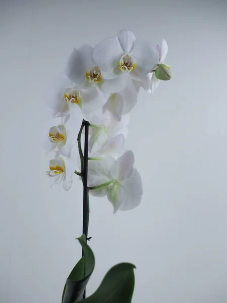 Ramo de uma orquídea branca florescendo bonita em um fundo branco isolado — Fotografia de Stock