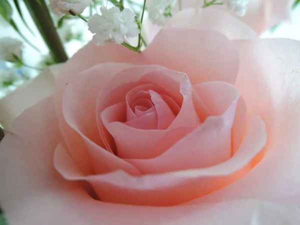 白い背景の美しいピンクのバラ — ストック写真