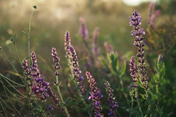 夕暮れの夏の草原の美しい紫の花 — ストック写真