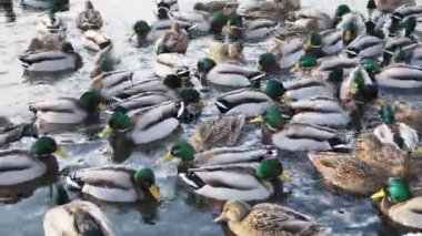 Dondurucu gölette çok sayıda ördek yüzer..