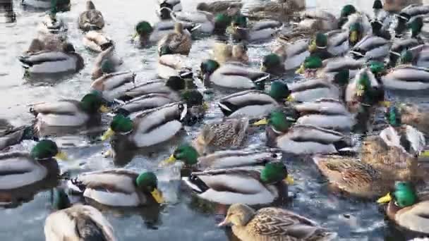 Niezwykle wiele kaczek pływa w zamarzniętym stawie. — Wideo stockowe