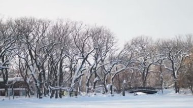 Aralık Noel öncesi karlı ormanda